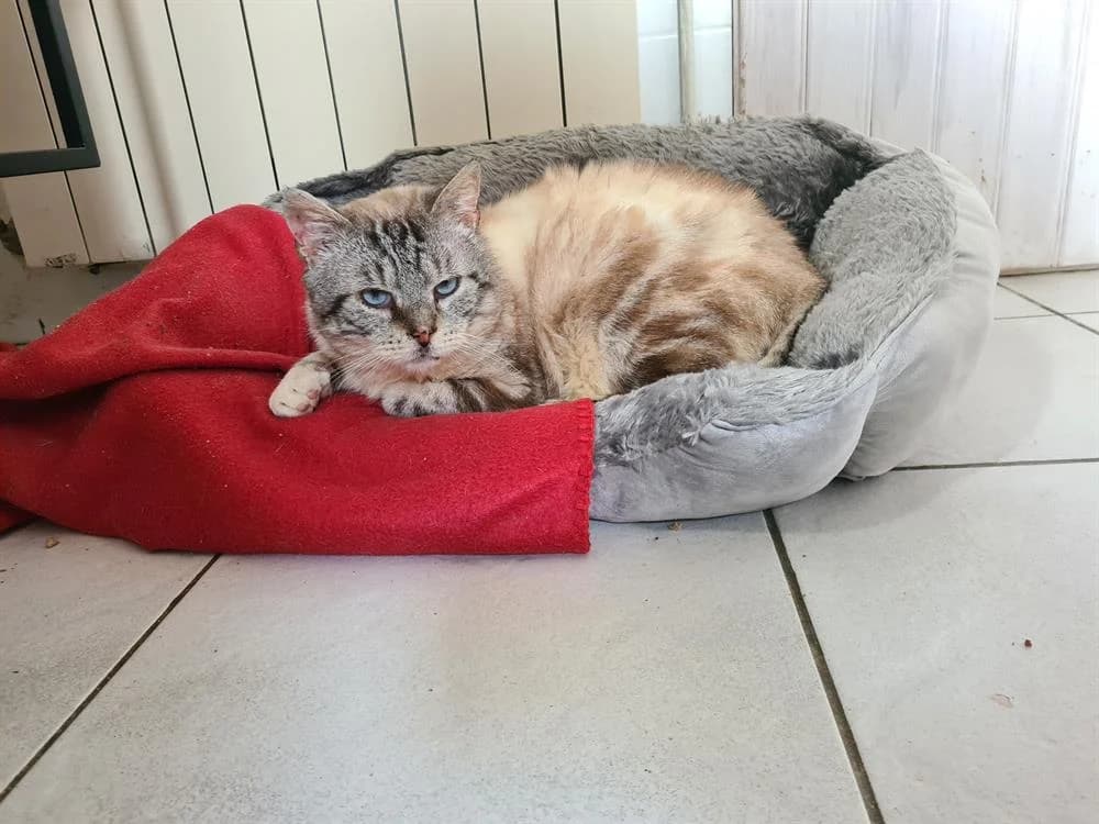 MADMARTIGAN, male senior mixed breed for adoption at Maison SPA), Niort