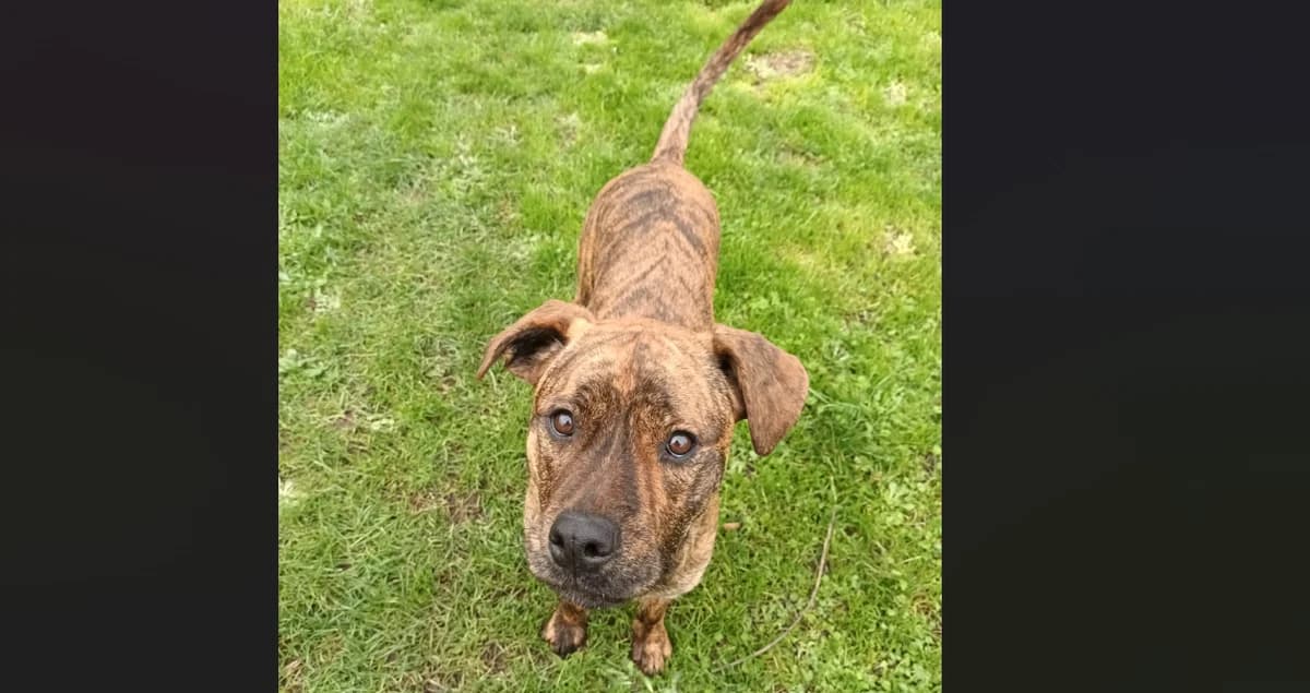 VI, female Staffordshire Bull Terrier for adoption at Maison SPA), Niort