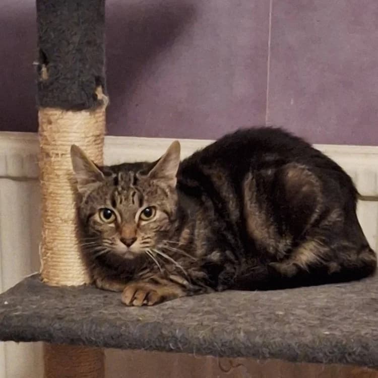 AMAZONE, female mixed breed for adoption at Maison SPA), Niort