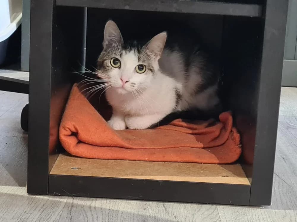 ANNETTE, female mixed breed for adoption at Maison SPA), Niort