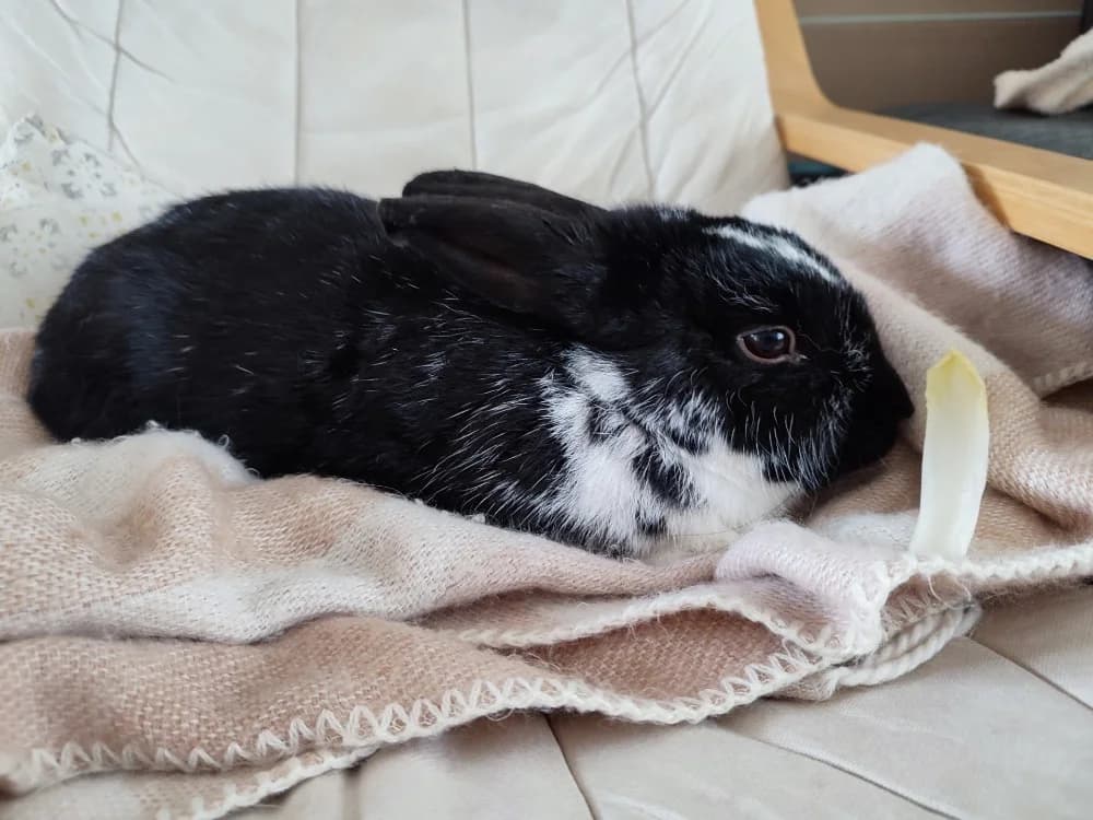 PEPIN, male mixed breed for adoption at Maison SPA), Tourcoing