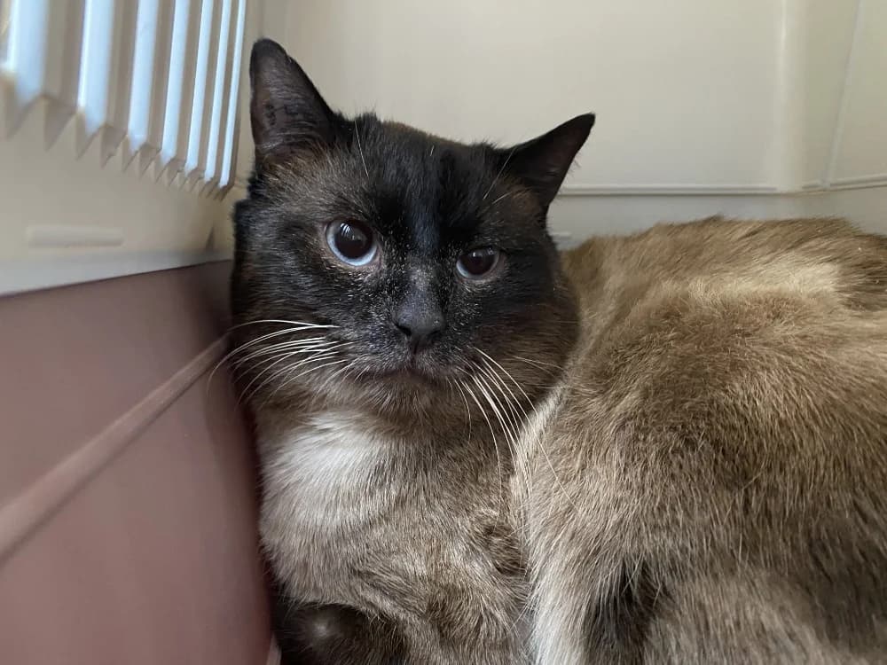 SHILLLOW, male 3yo Siamese for adoption at Maison SPA), Tourcoing