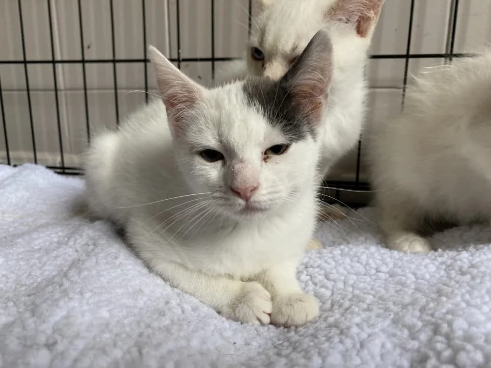 BEATRICE, female mixed breed for adoption at Maison SPA), Tourcoing