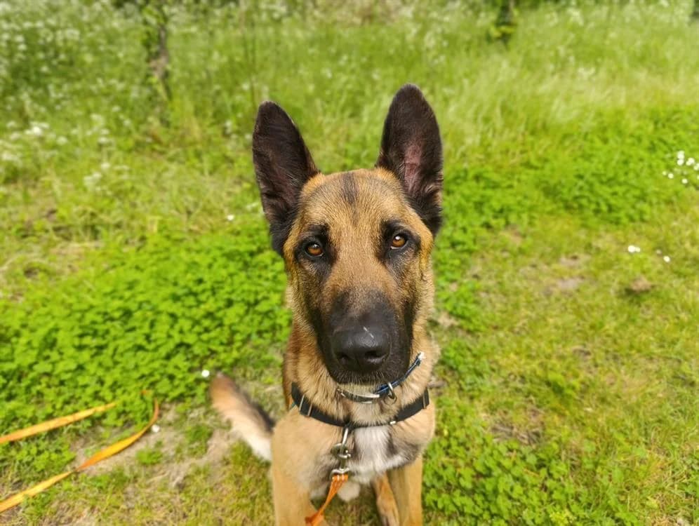 URBAN, male Mixed Breed for adoption at Bouguenais), Nantes