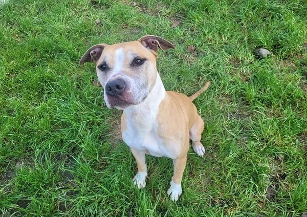 VANDA, female senior Pointer for adoption at Bouguenais), Nantes
