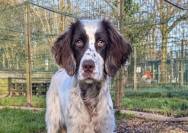 MINETTE (réservée), female young Mixed Breed for adoption at Bouguenais), Nantes