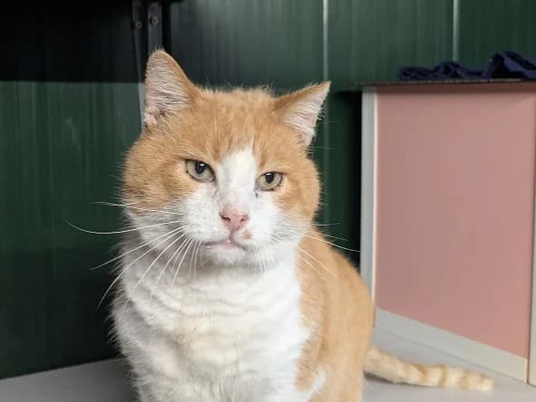 OUPS, male senior mixed breed for adoption at Bouguenais), Nantes