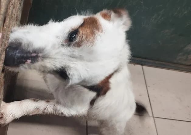 SOUR, male Jack Russell Terrier for adoption at Bouguenais), Nantes