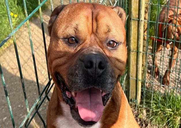 Malo, male young American Bully for adoption at Bouguenais), Nantes
