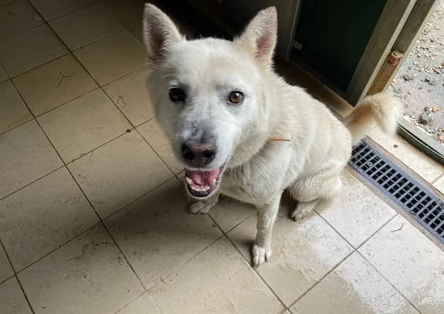 Boby, male 4yo Husky for adoption at Bouguenais), Nantes