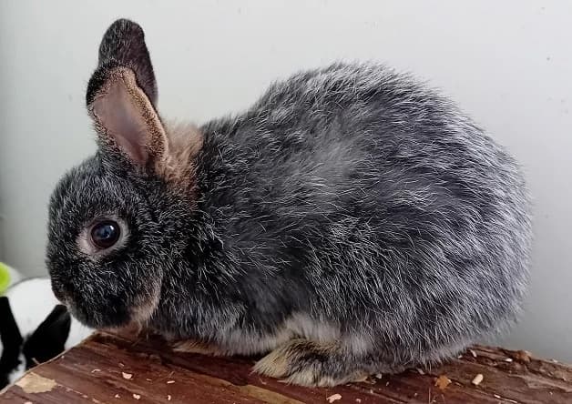 Myosotis, female mixed breed for adoption at Bouguenais), Nantes