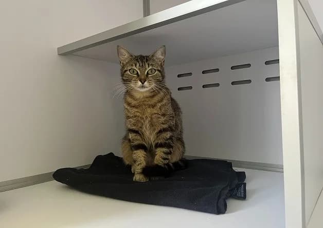 ADA (réservée), female young mixed breed for adoption at Bouguenais), Nantes