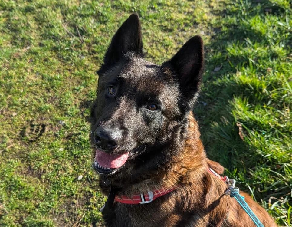 R'GIBBS, male Belgian Malinois for adoption at SPA Vitré, Vitre
