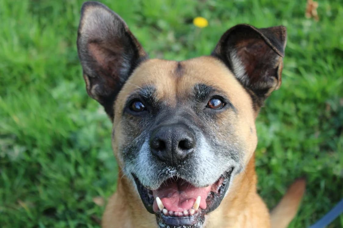 LAGUNE, female mixed breed for adoption at SPA Vitré, Vitre