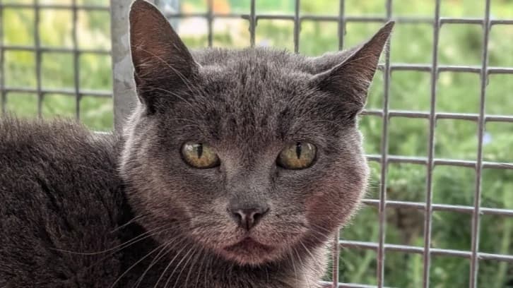 MERCEDES, female mixed breed for adoption at SPA Vitré, Vitre