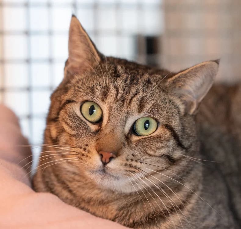 CAPRISUN, male mixed breed for adoption at SPA Vitré, Vitre