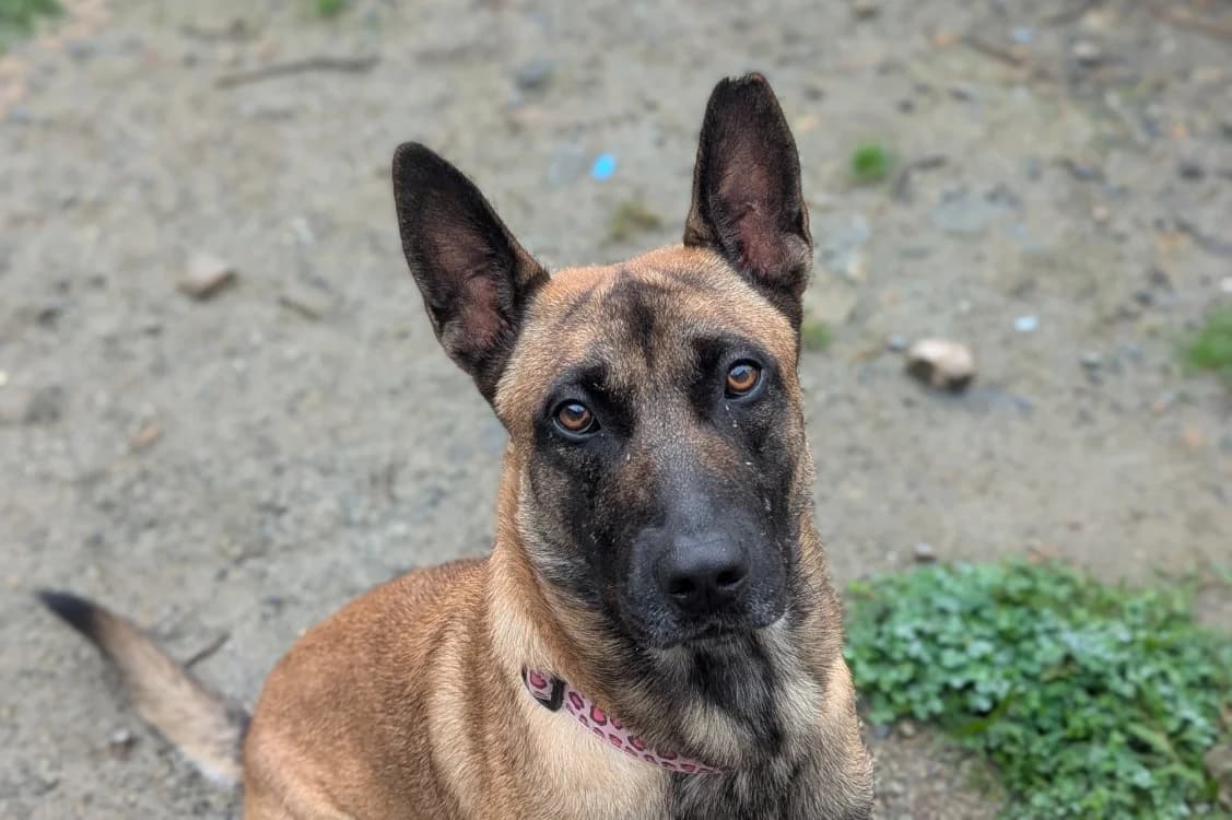 CLINTON, male Belgian Malinois for adoption at SPA Vitré, Vitre