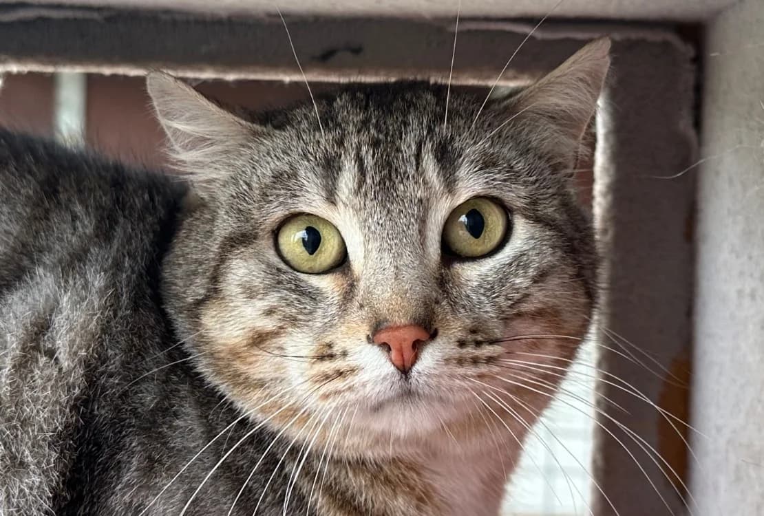 ZEYN, male mixed breed for adoption at SPA Vitré, Vitre