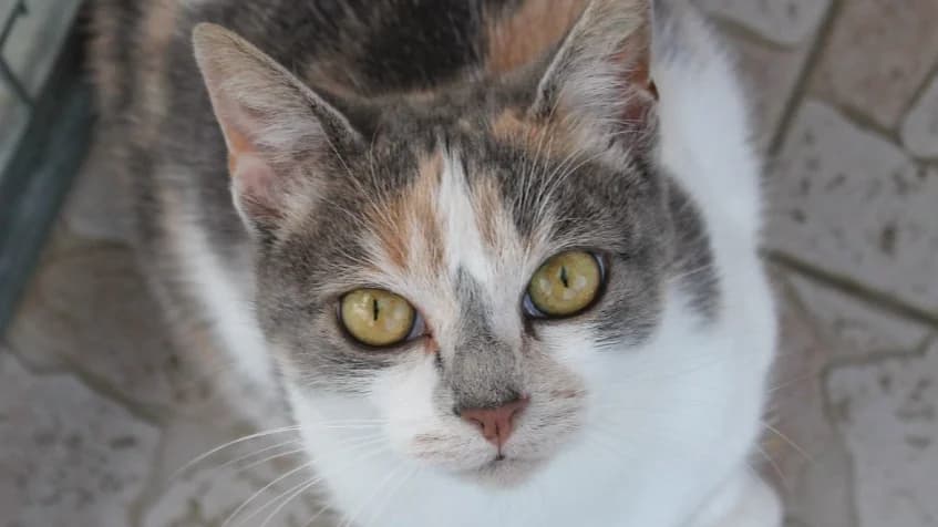 PIMENTE, female Mixed Breed for adoption at SPA Vitré, Vitre