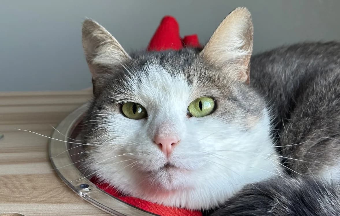 GARDENIA, female mixed breed for adoption at SPA Vitré, Vitre