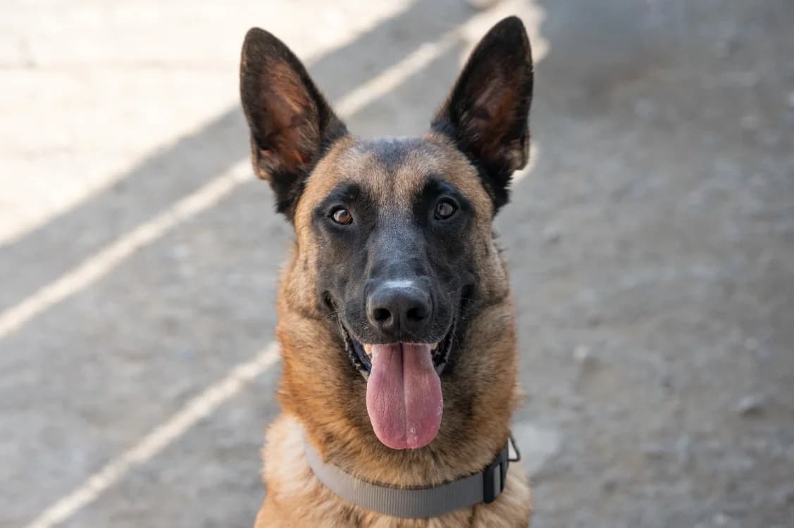 BOON'S, male Belgian Malinois for adoption at SPA Vitré, Vitre