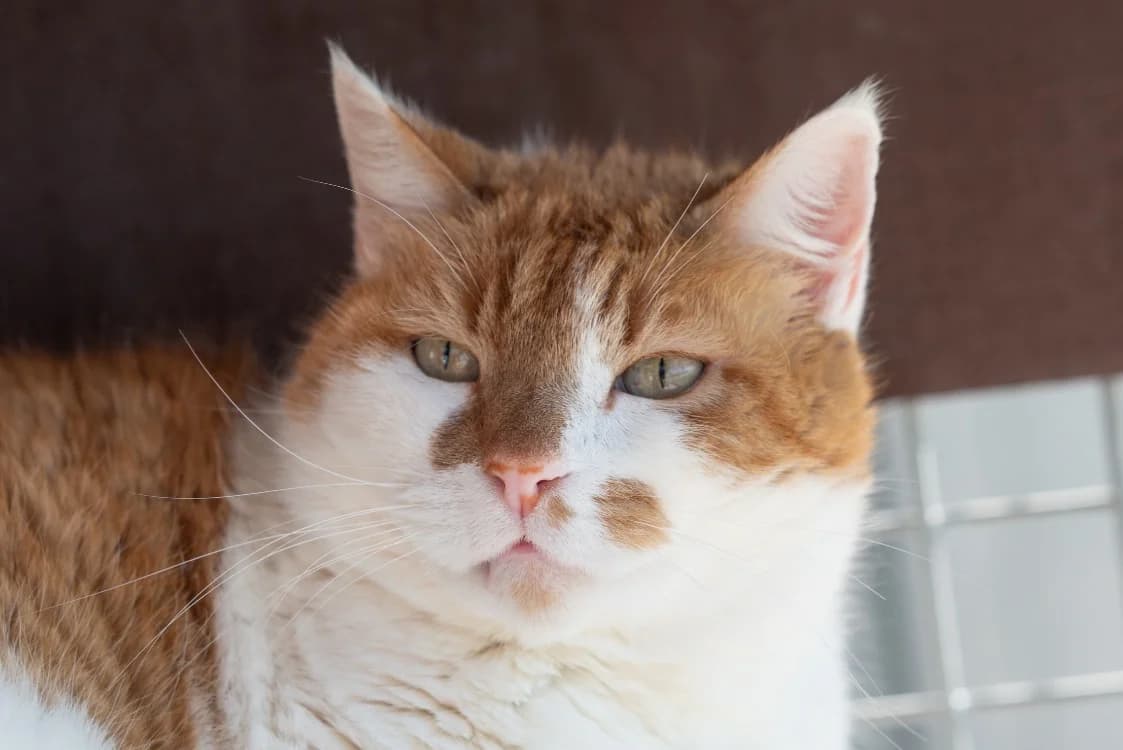 ISIDOR, male Mixed Breed for adoption at SPA Vitré, Vitre