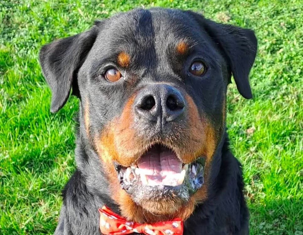 KIKI SAM, male Rottweiler for adoption at SPA Vitré, Vitre