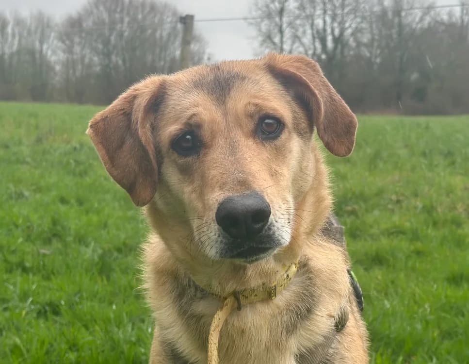 ROUXI, female 5yo Mixed Breed for adoption at SPA Vitré, Vitre