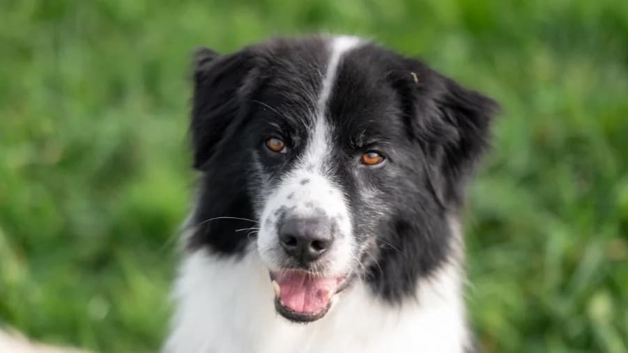 LOST, male 7yo Border Collie for adoption at SPA Vitré, Vitre