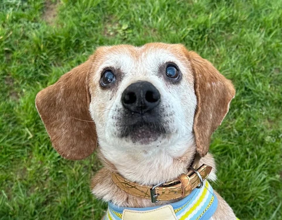 BREIZH, male Beagle for adoption at SPA Vitré, Vitre