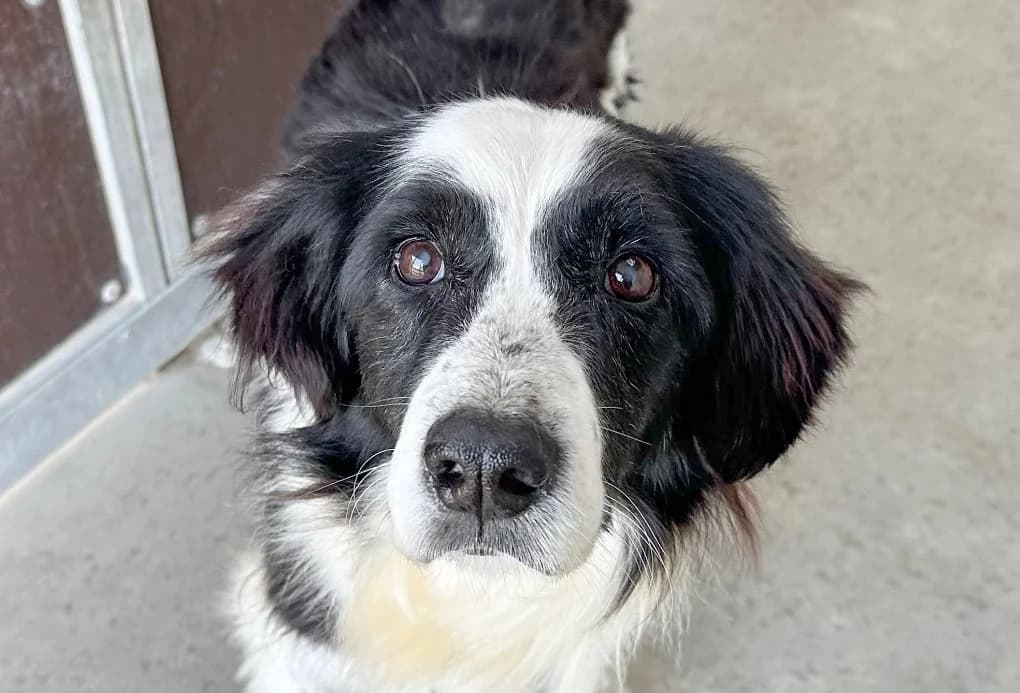 RUSTY, male senior Border Collie for adoption at SPA Vitré, Vitre