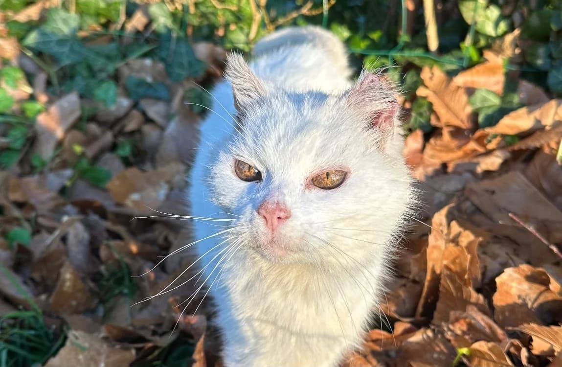 AYKA, female mixed breed for adoption at SPA Vitré, Vitre