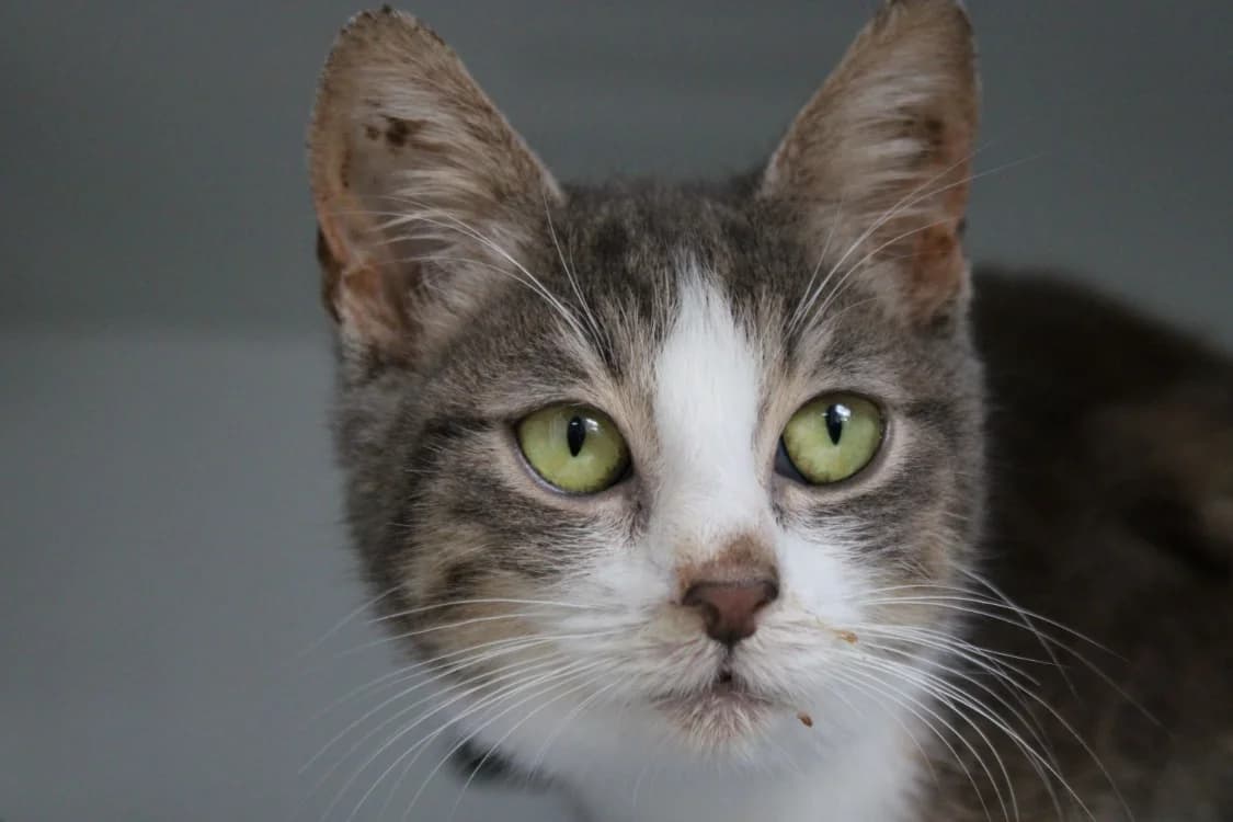 PEPITO, male Mixed Breed for adoption at SPA Vitré, Vitre