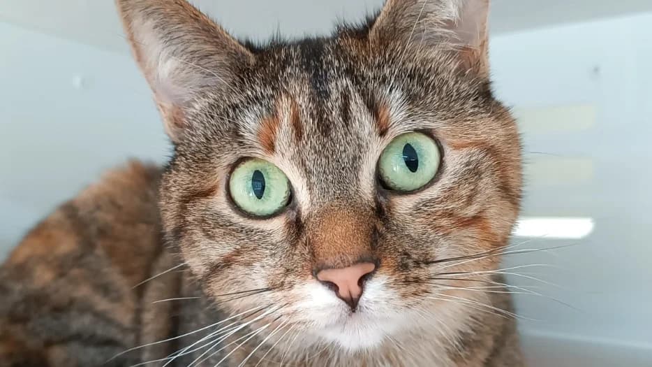 MILA, female mixed breed for adoption at SPA Vitré, Vitre