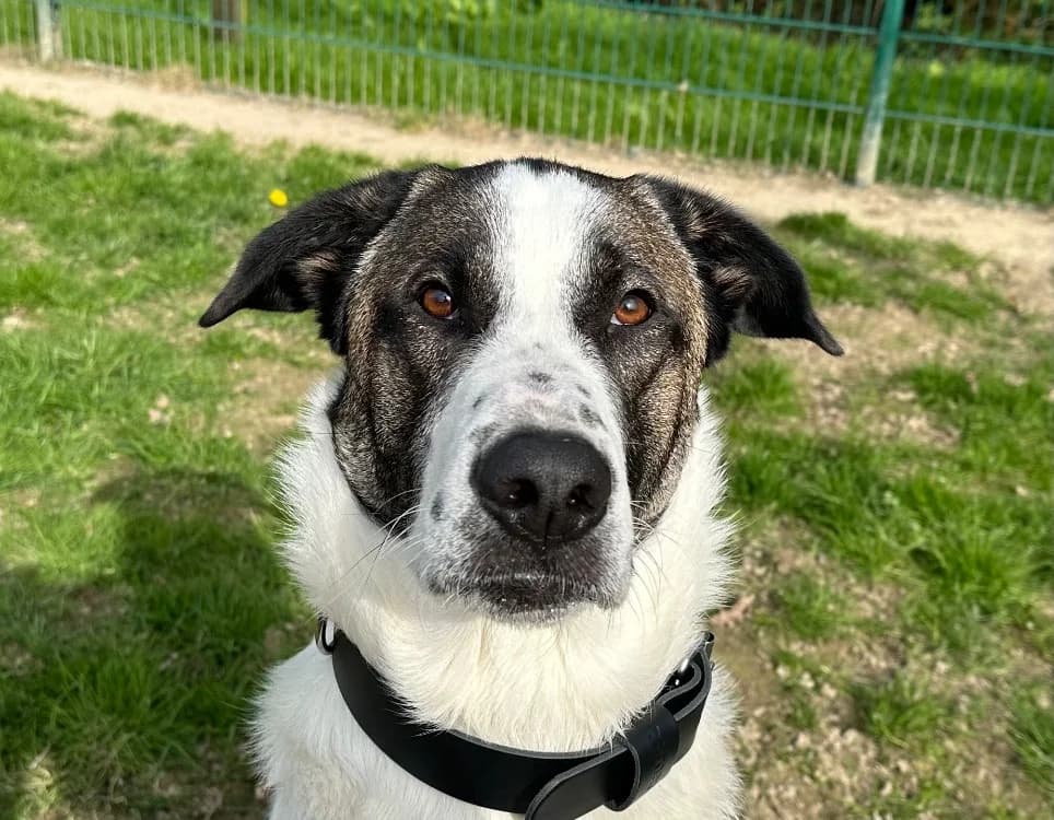 HORUS, male mixed breed for adoption at SPA Vitré, Vitre