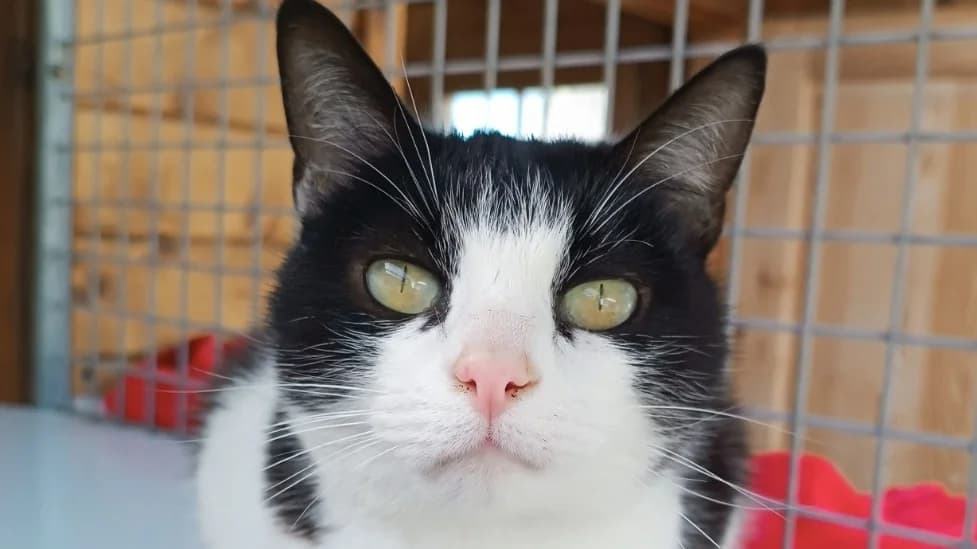 FRIPOUILLE, female Mixed Breed for adoption at SPA Vitré, Vitre