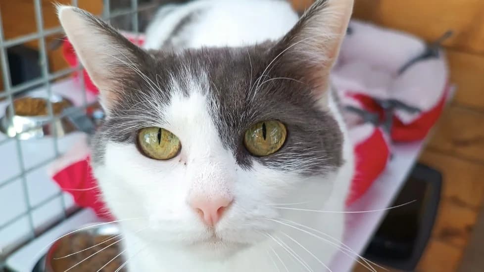 CHIPIE, female senior Mixed Breed for adoption at SPA Vitré, Vitre
