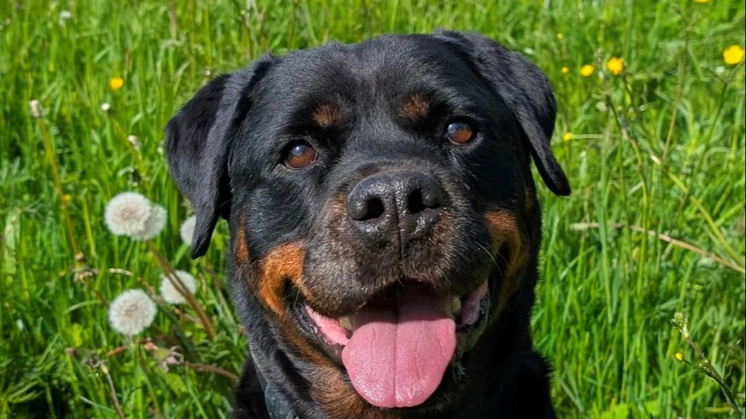 PRALINE, female Rottweiler for adoption at SPA Vitré, Vitre