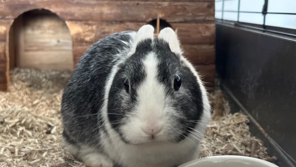 HOLLY, female young mixed breed for adoption at SPA Vitré, Vitre