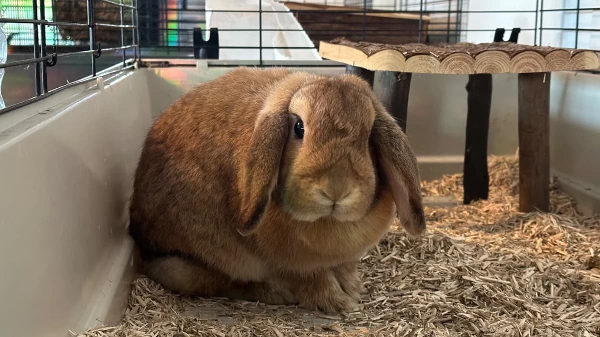 KAREN, female young mixed breed for adoption at SPA Vitré, Vitre