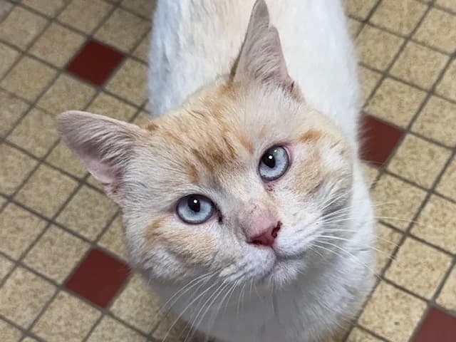 Tuttifrutti, male 4yo Mixed Breed for adoption at SPA Vitré, Vitre