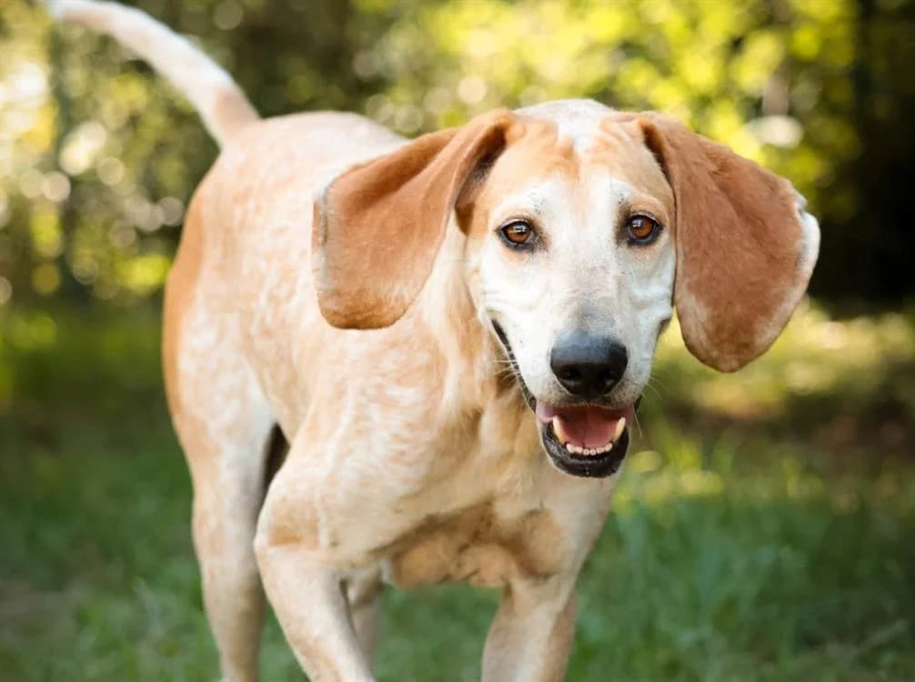 OASIS, female Mixed Breed for adoption at SPA Aix-en-Provence, Aix