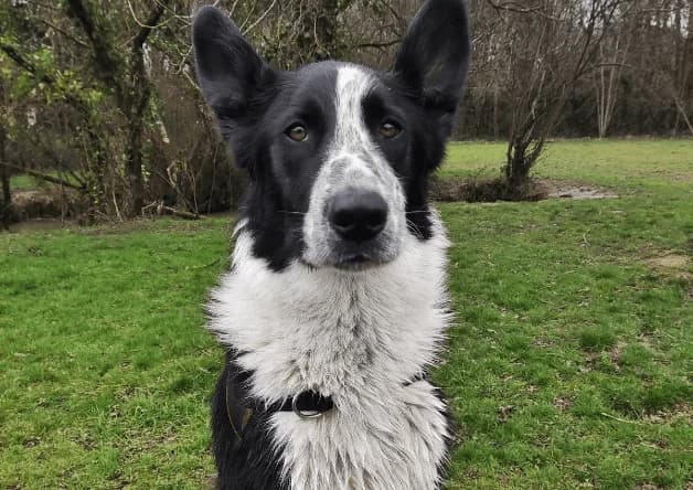 NOUKI, male Border Collie for adoption at SPA Aix-en-Provence, Aix