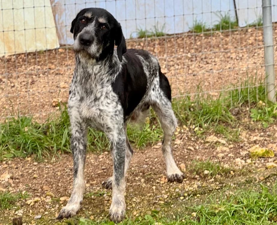 KIBA, male mixed breed for adoption at SPA Aix-en-Provence, Aix