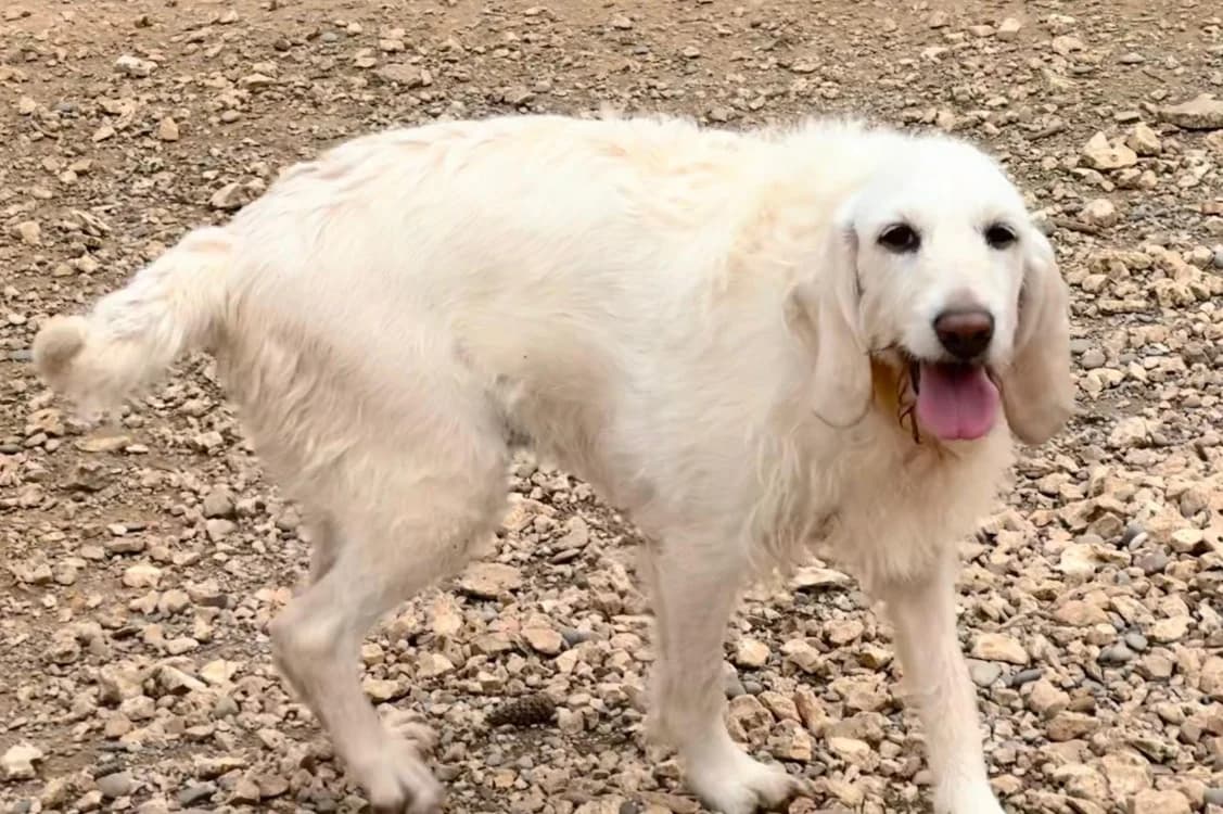 OLLY, female mixed breed for adoption at SPA Aix-en-Provence, Aix