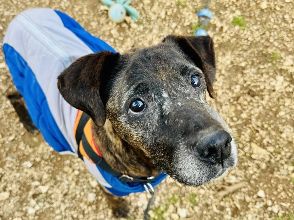 GINKO, male Mixed Breed for adoption at SPA Aix-en-Provence, Aix