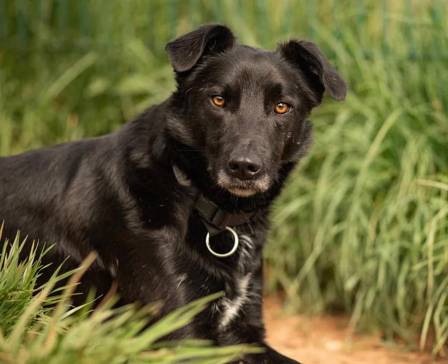 NED, male Mixed Breed for adoption at SPA Aix-en-Provence, Aix