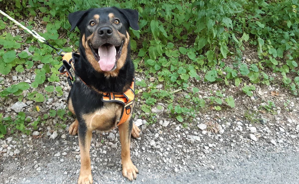 ORION, male Labrador Retriever for adoption at SPA Aix-en-Provence, Aix