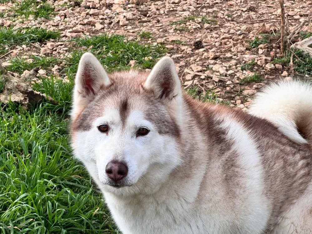 FLOKY, female 6yo Husky for adoption at SPA Aix-en-Provence, Aix