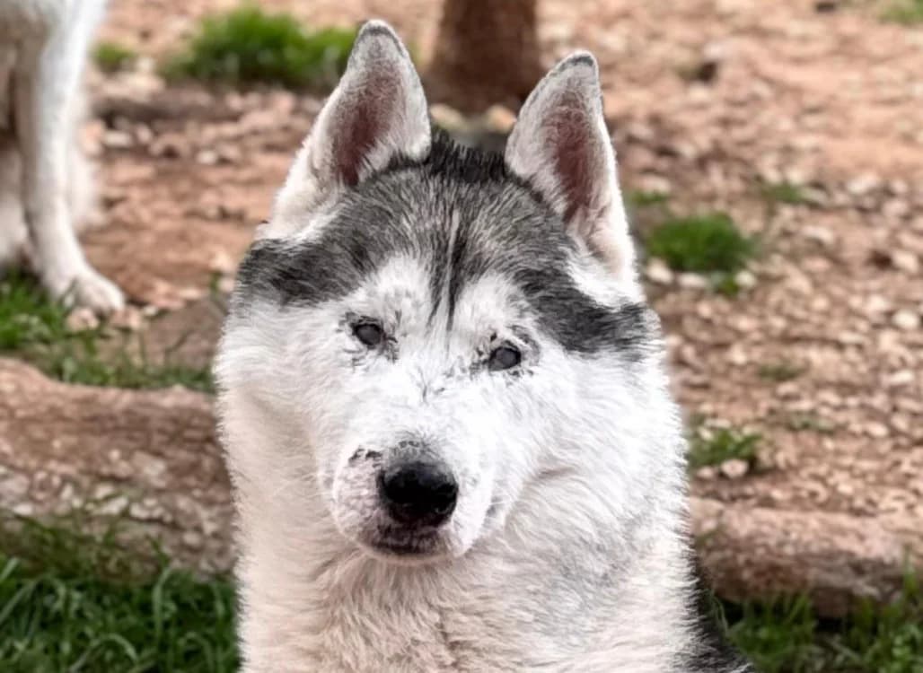WHISPER, male Husky for adoption at SPA Aix-en-Provence, Aix
